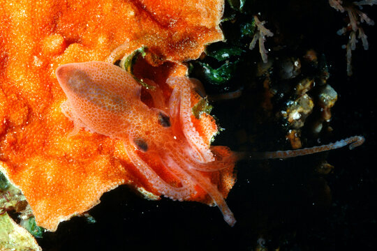 Striking Portrait of a Juvenile Callistoctopus Macropus aka Octopus aka Pinnoctopus on orange briozoa Sardinia, Italy