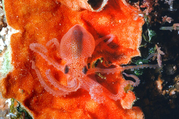 Striking Portrait of a Juvenile Callistoctopus Macropus aka Octopus aka Pinnoctopus on orange briozoa Sardinia, Italy © antasfoto