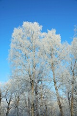 trees in winter