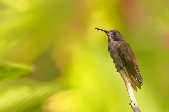 Brown Violetear, Colibri delphinaae,  Ecuador