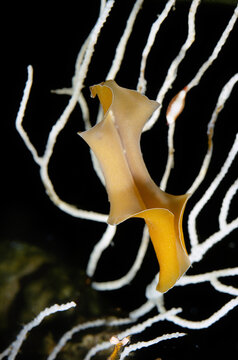 Marine flatworm, Yungia aurantiaca ,Pseudocerotidae, Polycladida, Capo Caccia, Sardegna, (Sardinia), Italy (Mediterranean sea)