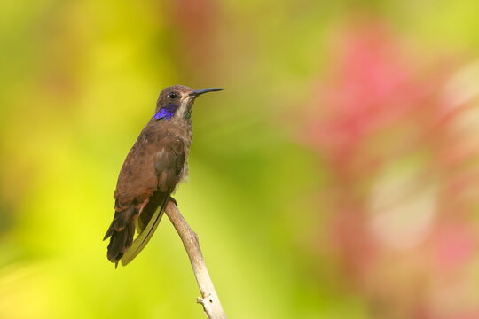 Brown Violetear, Colibri delphinaae,  Ecuador