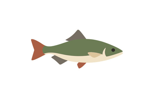 A stylized flat illustration of a green fish with a cream belly and reddish-orange fins, isolated on a solid black background. The design features simple geometric shapes and colors.