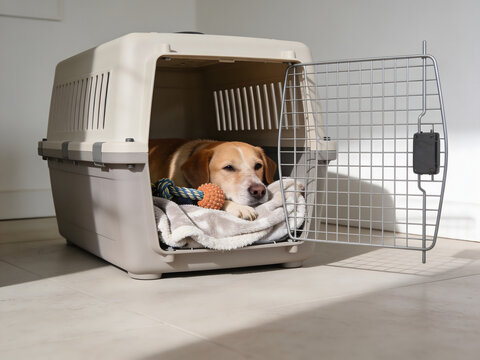 Dog resting comfortably in travel carrier crate with toys and blanket