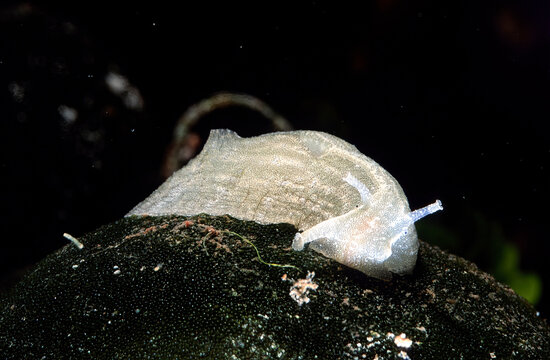 Opistobranco. Phyllaplysia cfr lafonti. Porto Conte. AMP Capo Caccia. Alghero, Sardinia, Italy.