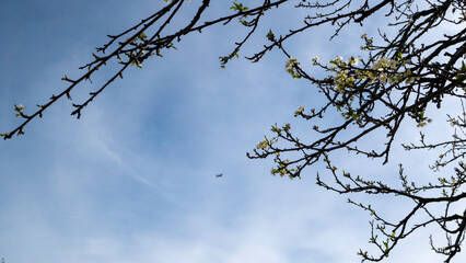 Obraz premium Bare spring branches reach toward the open sky as a distant airplane glides past, blending quiet nature with the soft hum of movement above.