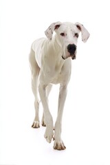 Obraz premium Tall white great dane standing against white background