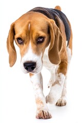Beagle dog walking forward with attentive expression on white background