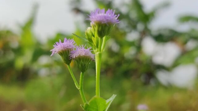 Ageratum conyzoides wild flower blooming with soft purple clusters, showing natural beauty and tropical plant detail.
