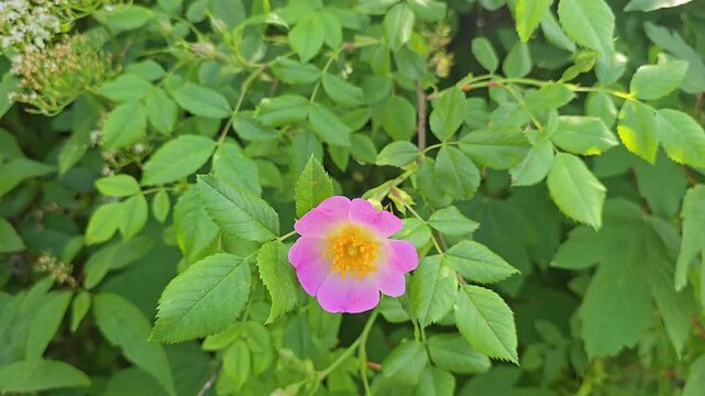 Wild dog rose bush (Rosa Canina) blooming in natural spring landscape