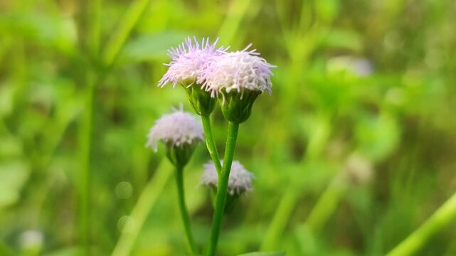 Ageratum conyzoides wild flower blooming with soft purple clusters, showing natural beauty and tropical plant detail.