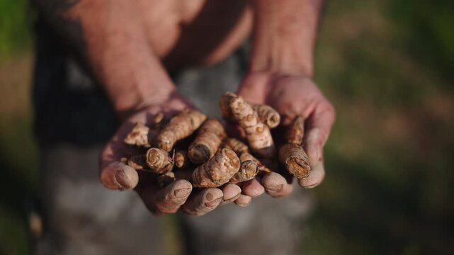 Close-up of a farmer's hands holding a handful of freshly harvested organic turmeric rhizomes