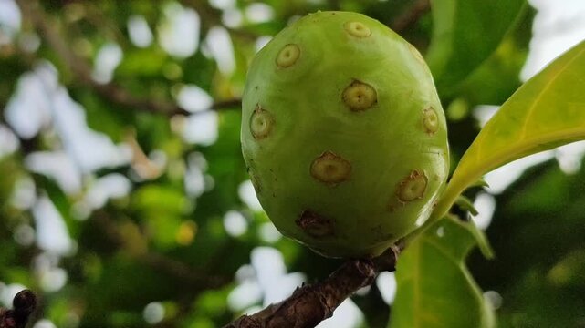Young noni fruit (Morinda citrifolia) growing on tree, showing early stage development and tropical plant detail.