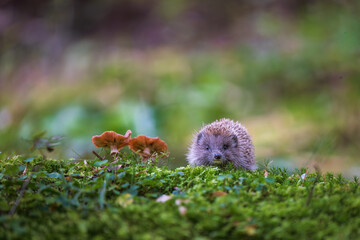 Young hedgehog in natural habitat © Rudolf