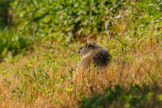 A groundhog (Marmota monax) among grassy plants on a spring day