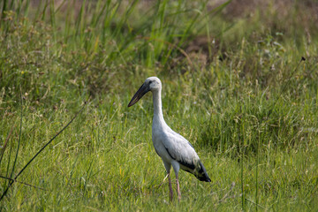 Fototapeta premium Asian openbill stork standing in a grassland. A lone bird.