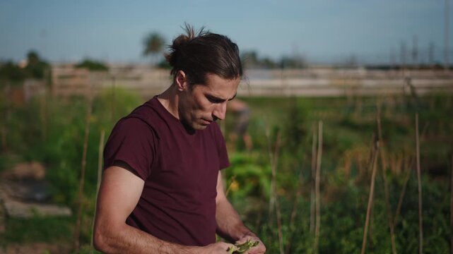 Safe farmer peeling and eating freshly harvested fava beans in a sustainable urban garden