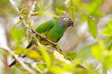 Dusky-headed parakeet, Aratinga weddwllii, Parque Nacional Cayambe-Coca,  Ecuador