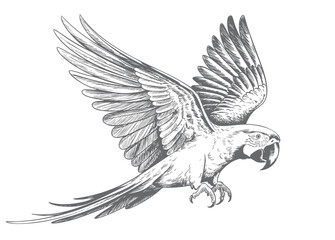 Fototapeta premium Vintage hand drawn macaw parrot collection in engraving ink sketch style isolated on white background.