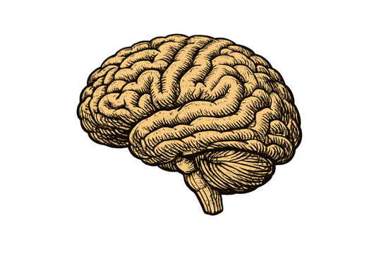 A detailed hand-drawn illustration of a human brain in a vintage woodcut style, featuring the cerebrum and cerebellum isolated against a solid black background.