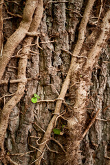 Obraz premium Ivy Vines on Tree Bark