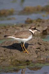 Little ringed plover on a lakeside standing