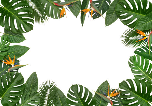 Botanical Embrace: A Lush Frame of Monstera, Philodendron, Palms, and Bird of Paradise Blooms Encircles Pristine Negative Space for Organic Luxury and Sophisticated Design