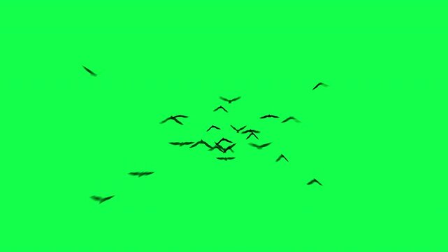 halloween bat flying loop motion graphics video transparent background with alpha channel