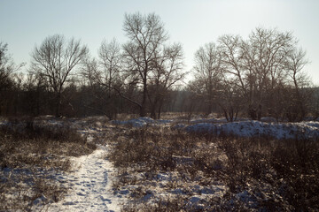 beautiful landscape of the winter trees in a park