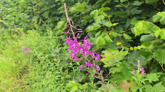 Bee collects pollen and nectar from narrow-leaved willowherb (Chamaenerion Angustifolium)