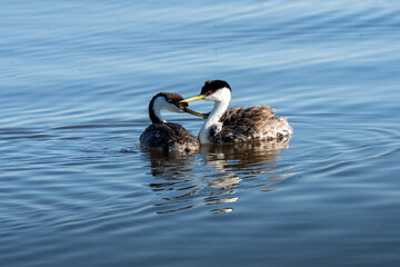 Fototapeta premium A male western grebe feeds one of the two chicks on the females back