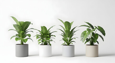 Fototapeta premium Three potted plants with lush green leaves on white background