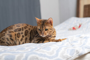 Bengal cat with distinctive spotted coat lying on a soft blue patterned blanket in a well-lit indoor setting with neutral background