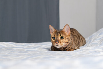 Bengal cat with distinctive spotted coat lying on a soft blue patterned blanket in a well-lit indoor setting with neutral background