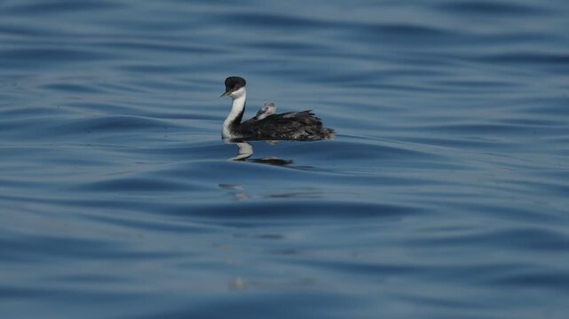 A female western grebe swimming with her two chicks 