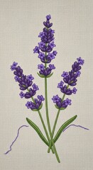 Lavender Flowers on White Background.