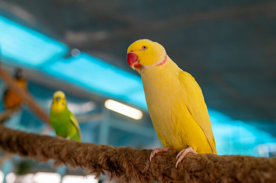 Vibrant Yellow Lutino Indian Ringneck Parrot Perched on a Thick Decorative Rope in an Indoor Aviary