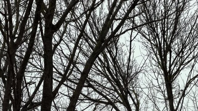 Densely packed bare tree branches fill the frame against a pale, grey winter sky. The intricate network of dark wood sways slightly as wind passes through the leafless canopy during a cold day.