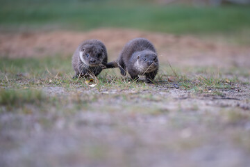 Obraz premium Two otters (Lutra lutra) running near a mountain stream.