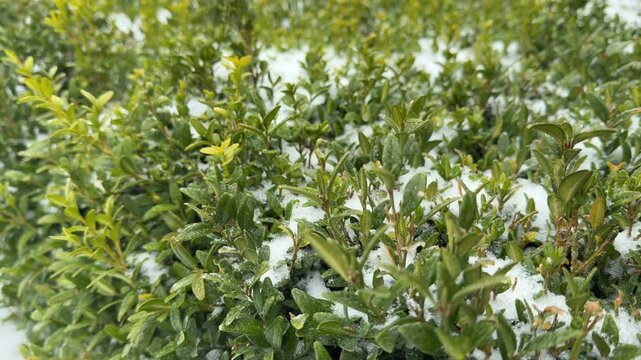 Green boxwood leaves peek through a fresh layer of white snow. The evergreen shrub rests under a cold winter dusting in a garden. Small icy crystals cling to the vibrant foliage.