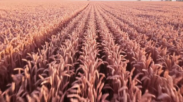 Rows of wheat plants stretching into the distance, captured from an aerial viewpoint during sunrise over a vast agricultural field