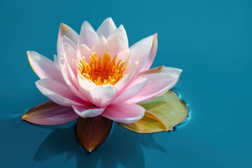 Serene pink water lily floating on calm blue water surface
