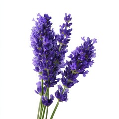Obraz premium Vibrant purple lavender stems isolated on white background