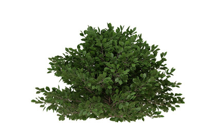 Obraz premium Lush Green Bush with Dense Foliage on White Background