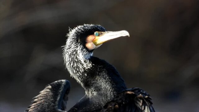 Great cormorant, Phalacrocorax carbo, Close-up great cormorant, Phalacrocorax carbo, known as the great black cormorant, or the black shag