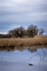 Trees with mistletoe reflected in flooded meadow. Moody winter landscape under cloudy sky. Calm wetland nature scene with bare trees, water reflections and withered brown grass