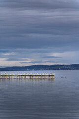 Obraz premium Minimalist wooden pier piles in calm water of Lake Constance. Moody overcast sky, blue grey tones, peaceful landscape. Perfect for nature background, travel editorial or tranquil zen atmosphere