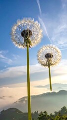 Fototapeta premium Two dandelion seed heads reaching towards a bright blue sky