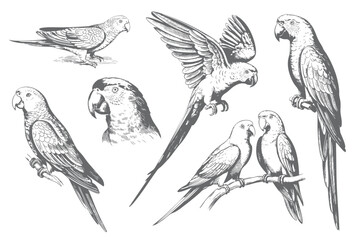 Vintage hand drawn macaw parrot collection in engraving ink sketch style isolated on white background. © Joydeb
