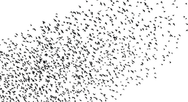 Massive black silhouette vector collection of hundreds of small birds flying together in a large flock formation isolated on a white background.